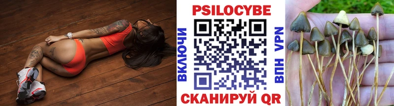 Псилоцибиновые грибы Psilocybe Торжок